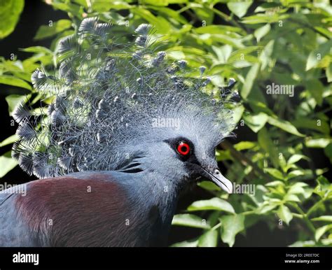 Victoria crowned pigeon, Fächertaube, Victoria-Krontaube, Goura de Victoria, Goura victoria ...