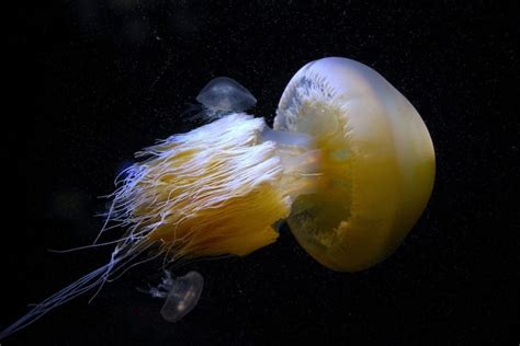 The Top 13 Most Dangerous Foods in The World