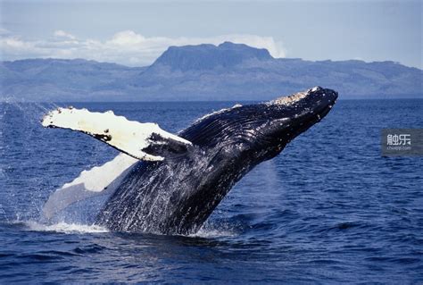 配置绑定 动画 逆戟鲸 虎鲸 杀人鲸 鲸鱼 哺乳动物 海洋 深海 巨兽 生物-cg模型免费下载-CG99