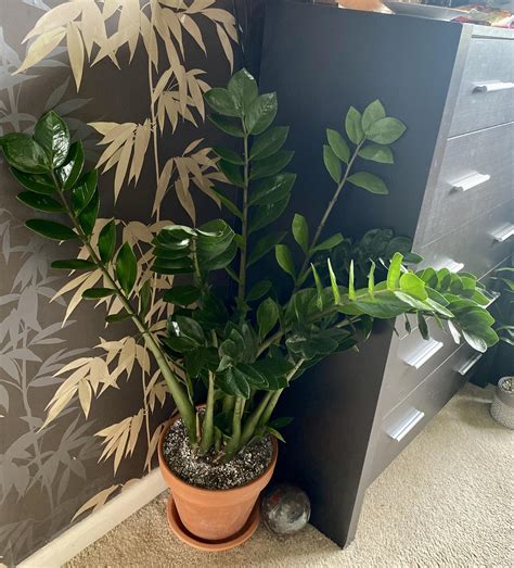 How To Know When A Zz Plant Needs Water at Ellie Lowin blog