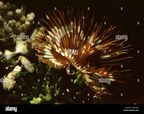 Feather duster worm, Sabellastarte spectabilis Stock Photo - Alamy