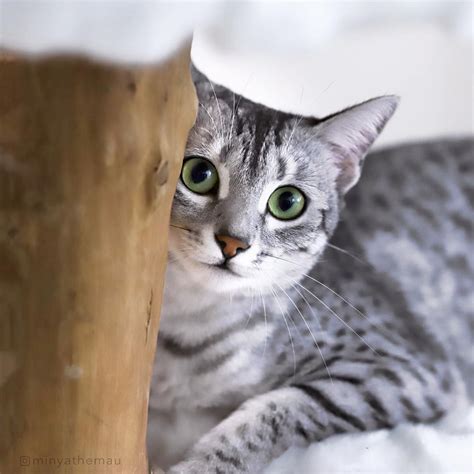Arabian mau cat breed info – Artofit