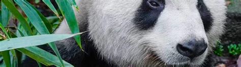 Chengdu to/from Wolong China Giant Panda Garden Shenshuping Base Bus ...