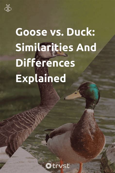 Python vs Goose 的图像结果