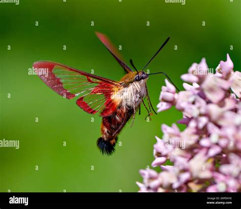 Clearwing hummingbird moth hi-res stock photography and images - Alamy