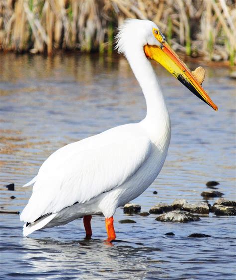 Montana Birding: American White Pelican – a herding specialist ...