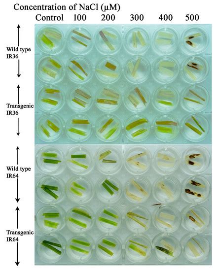 Expressing OsiSAP8, a Zinc-Finger Associated Protein Gene, Mitigates ...