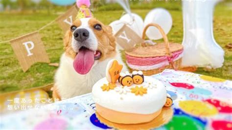 狗狗第一次过生日，把整个蛋糕都吃了！_高清1080P在线观看平台_腾讯视频