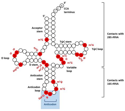 RNA Types 的图像结果