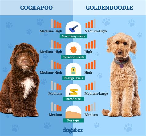 Image result for Cockapoo vs Goldendoodle