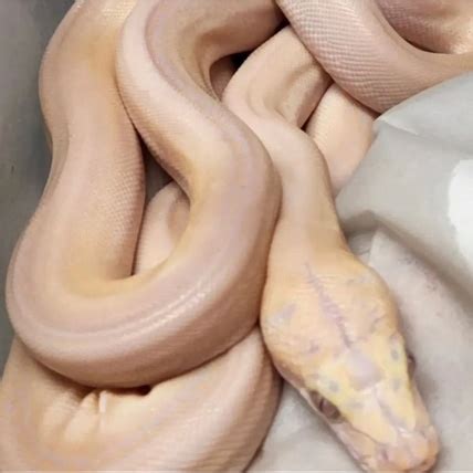 Image result for Purple Morph Reticulated Python