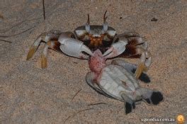 Loggerhead Turtle Predators 的图像结果