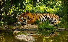 Nature Animals Wallpaper Hd by Best 20 Cool Windows 8 Wallpapers Hd 1920x1200 Backgrounds Nature Animals Wallpaper Hd