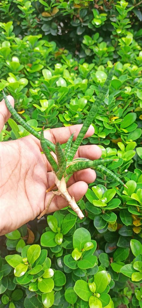 Sansevieria Combo #57 (Two Plants) – Fermosa plants