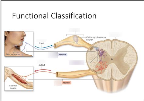 Image result for How to Classify Using a Functional Based Classification
