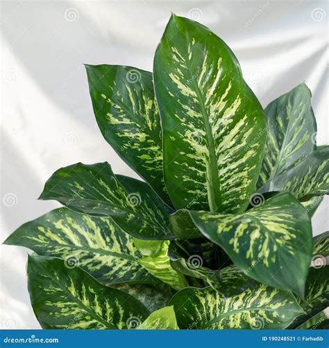 Dieffenbachia Dumb Cane / Leopard Lily And Succulent Plant In Plastic ...