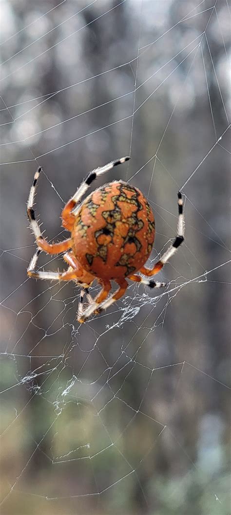 Araneus marmoreus (Marbled Orb-weaver) in Alabama United States