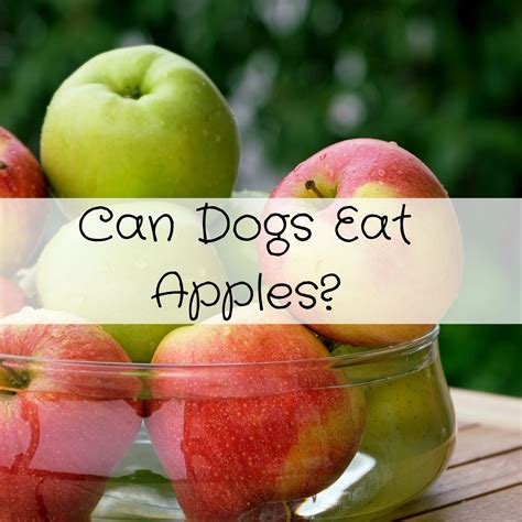 Can Dogs Eat Apples?
