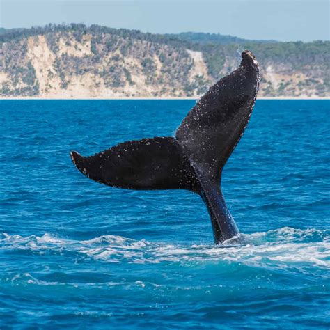 Your 2025 Guide to Whale Watching in Baja California Sur
