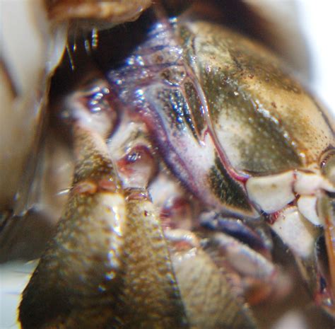 How do hermit crabs breathe? Coenobita respiration explained | The Crab ...