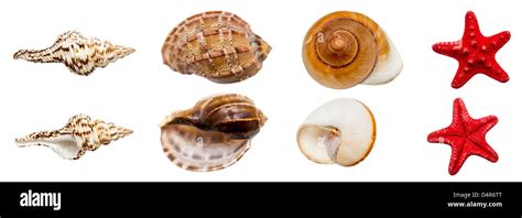 Sea Shell Collections 的图像结果