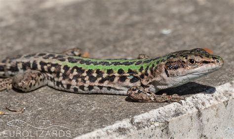 Podarcis siculus - Italian Wall Lizard - EUROLIZARDS