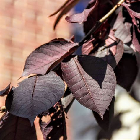 Prunus Cerasifera Purple Leaf Plum