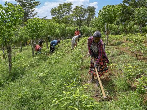 Sri Lanka Agriculture 的图像结果