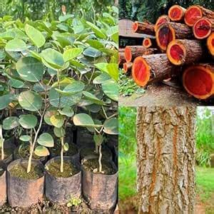 Rare Red Chandan Plant, Lal Chandan Sandalwood Live Tree, Indoor ...