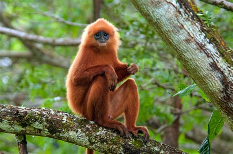 28 Incredible Borneo Animals and the Best Places to See Borneo Wildlife