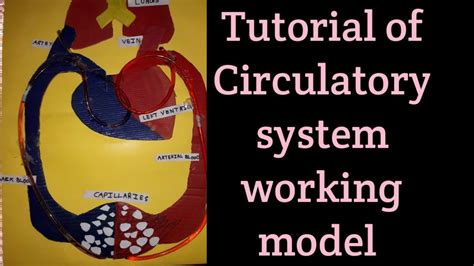 Circulatory System Working Model 的图像结果