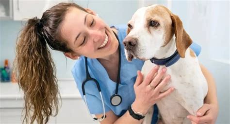 Importance of regular vet checkups | London Daily News