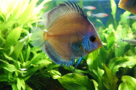 Image result for Discus Fish Care Guide