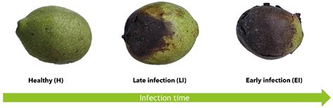 Effects of Xanthomonas arboricola pv. juglandis on Walnut Fruit ...