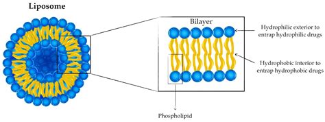 Liposomes-Based Drug Delivery Systems of Anti-Biofilm Agents to Combat ...