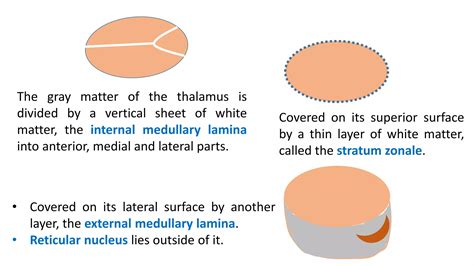 Antomy of Thalamus and hypothalamus | PDF