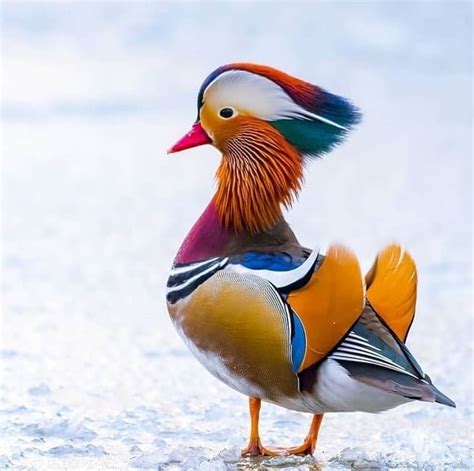 Top 20 Most Beautiful Colorful Birds in The World