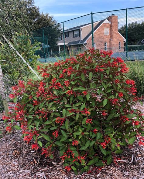 Lignum Vitae — Florida Native Plants Nursery & Landscaping