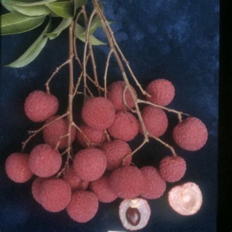 lychees英语怎么读音lychees是什么意思2022已更新今日热点