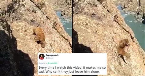 Image result for Bears Falling From Cliffs
