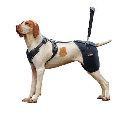 LISPOO Dog Hip Support Brace for Hip dysplasia,Arthritis and Hip Pain, Dog Hip Brace Provides ...