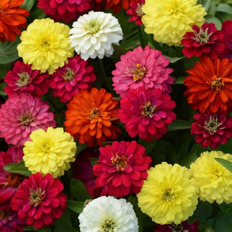 Zinnia Zahara Double Mix – summer–monsoon blooms (Greesm–Varsha)