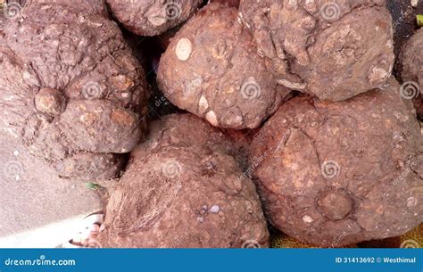 Elephant foot yam stock photo. Image of elephant, paeoniifolius - 31413692