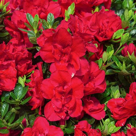 Azalea Flowering Plant - Nestreeo.com