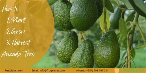 Image result for Planting Avocado Tree