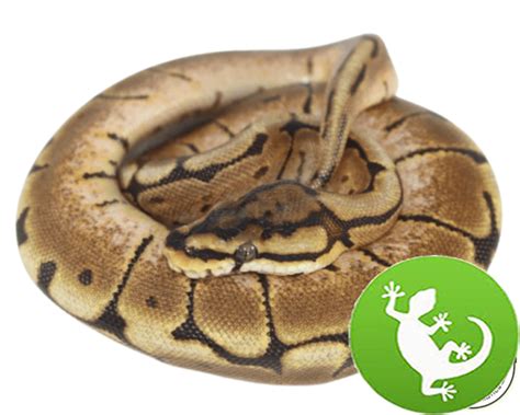 Image result for Spider vs Python