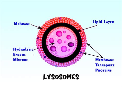 Lysosomes: Definition, Structure and Functions