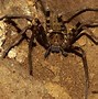 Image result for New giant spider discovered