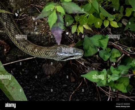 A Japanese rat snake, Elaphe climacophora, slithers along the side of ...