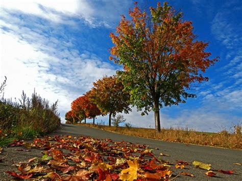 壁纸1400×1050秋天的原野 秋天风景壁纸壁纸,秋色无限-森林里的秋天壁纸壁纸图片-风景壁纸-风景图片素材-桌面壁纸